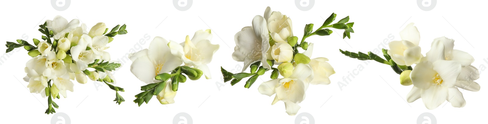 Image of Set with beautiful fragrant freesia flowers on white background. Banner design