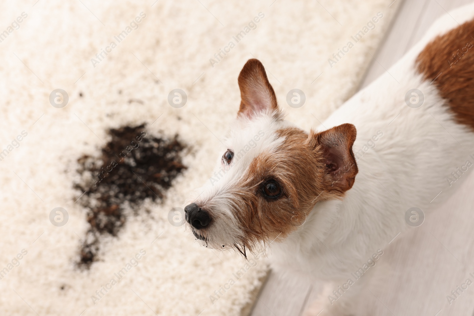 Photo of Cute dog near mud stain on rug indoors, above view