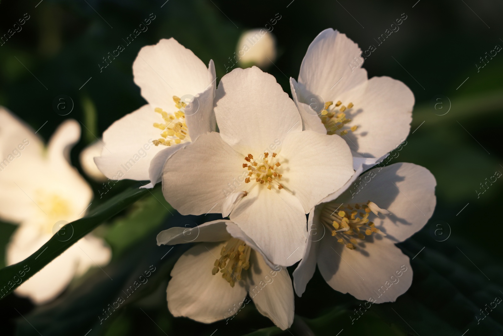 Photo of Closeup view of beautiful blooming white jasmine shrub outdoors