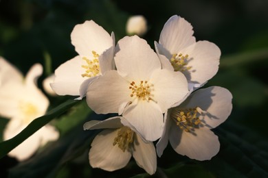 Photo of Closeup view of beautiful blooming white jasmine shrub outdoors