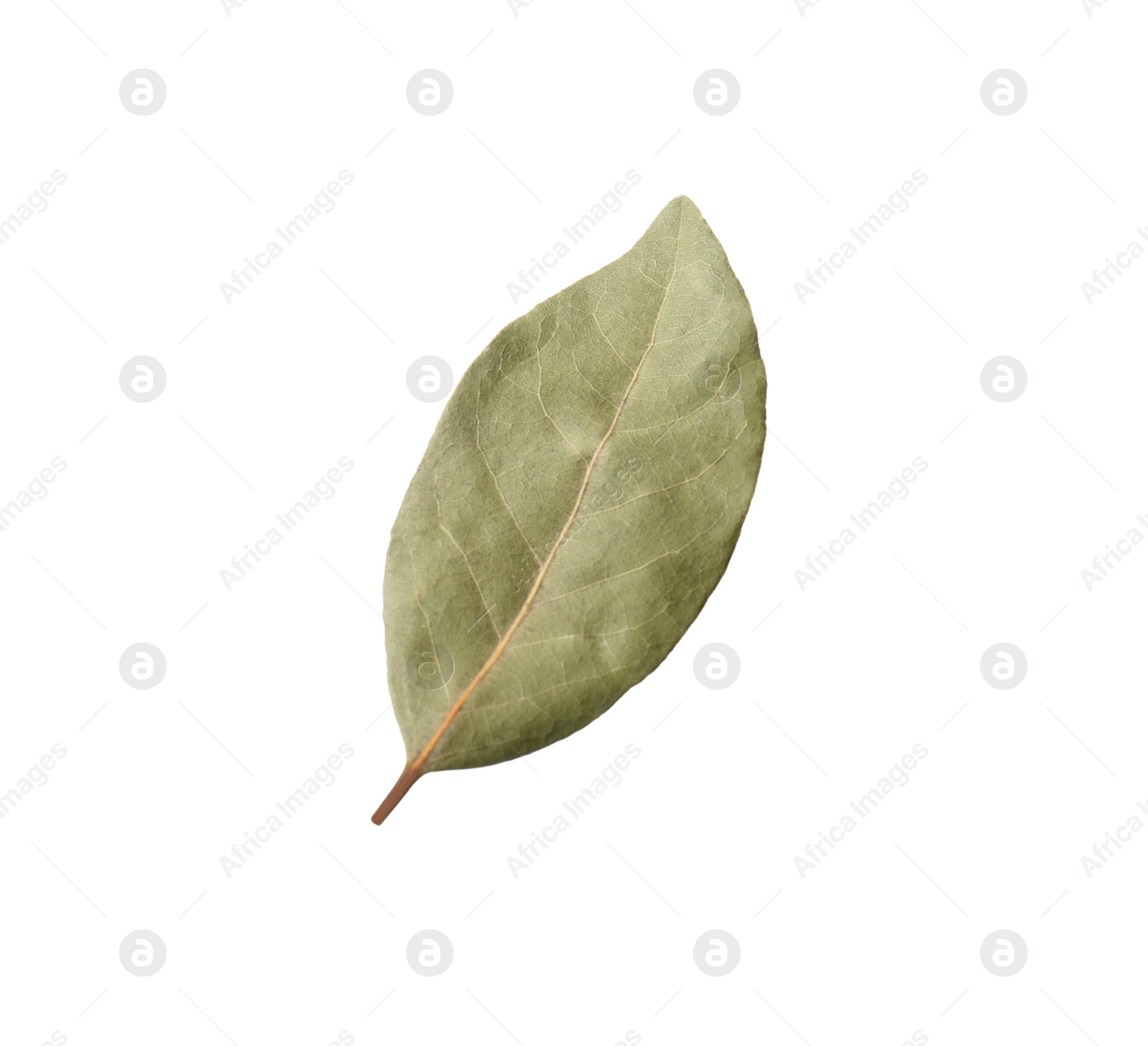 Photo of One aromatic bay leaf isolated on white