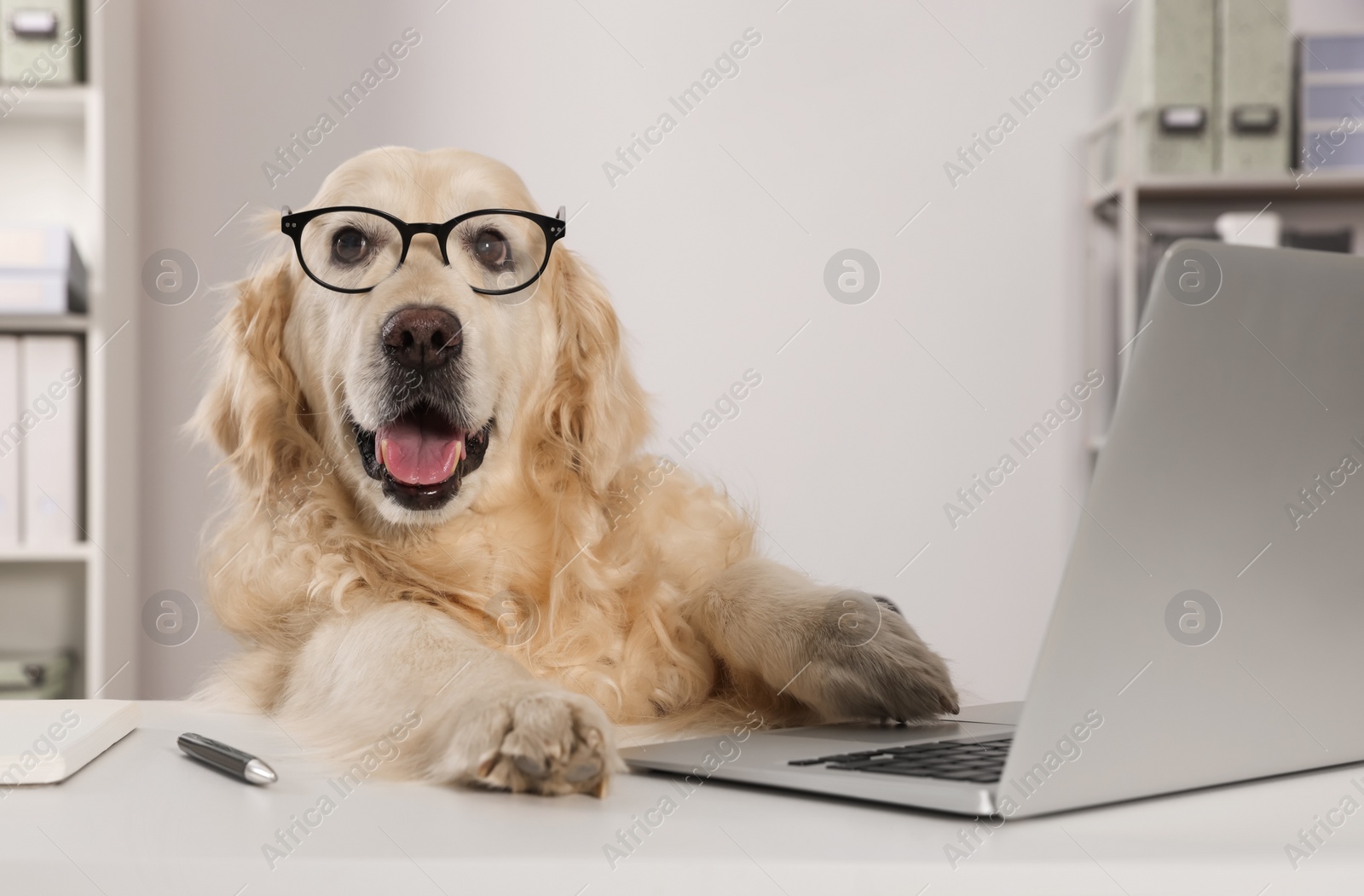 Photo of Cute retriever wearing glasses at table in office. Working atmosphere