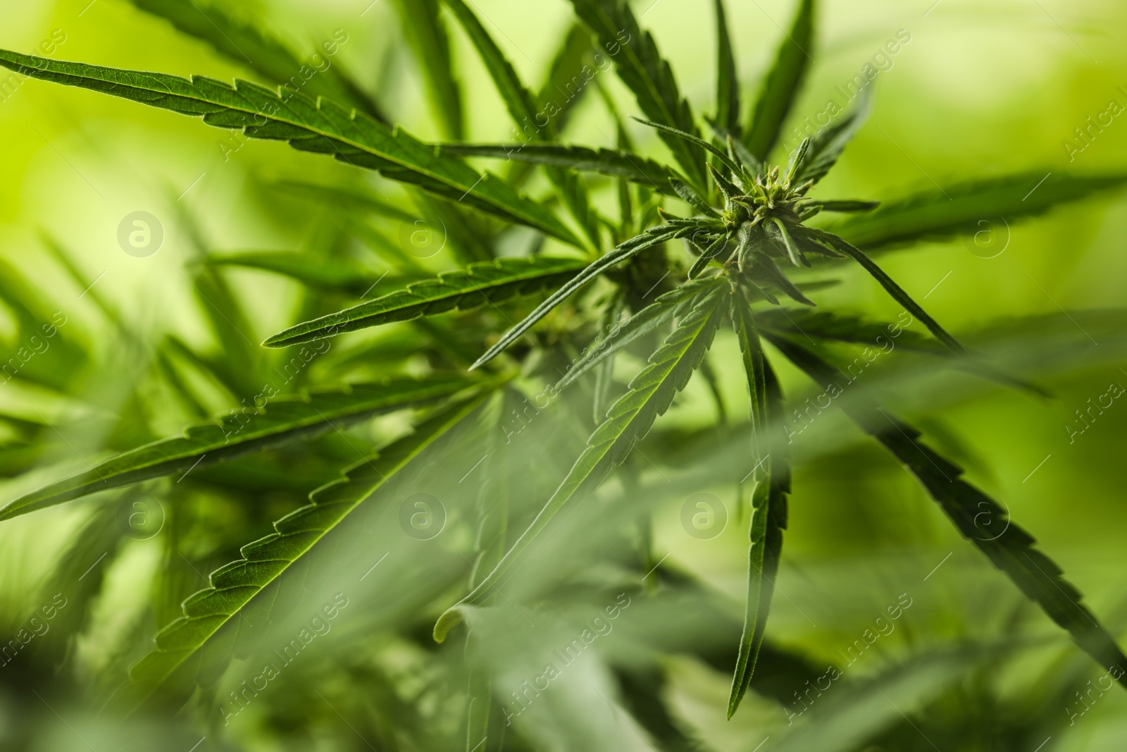 Photo of Green organic hemp on blurred background, closeup