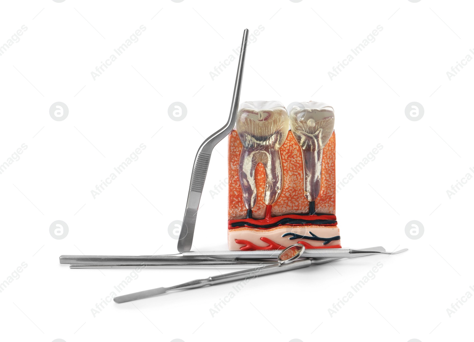 Photo of Educational model of jaw section with teeth and professional tools on white background