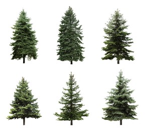 Image of Beautiful evergreen fir trees on white background, collage