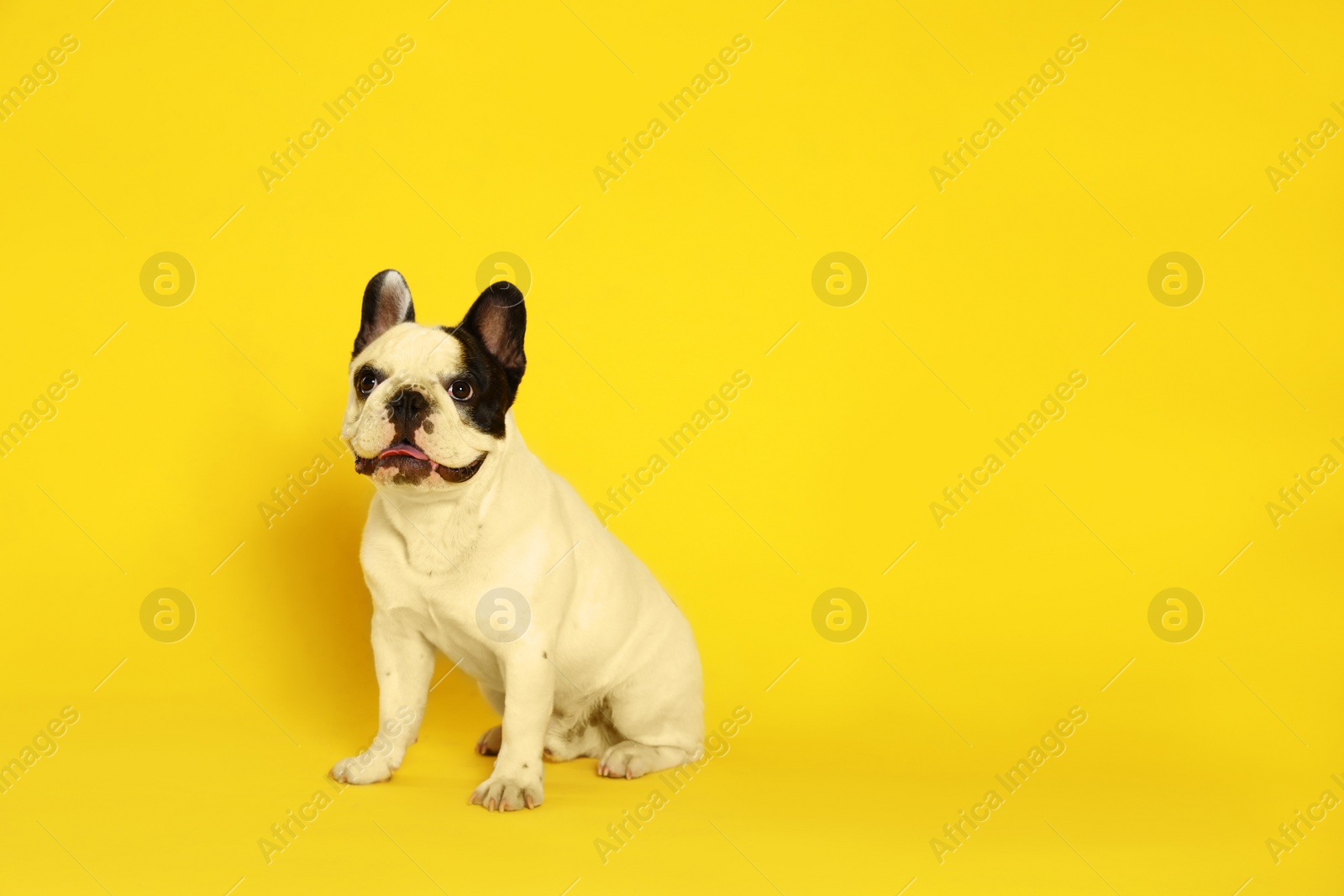 Photo of French bulldog on yellow background. Space for text