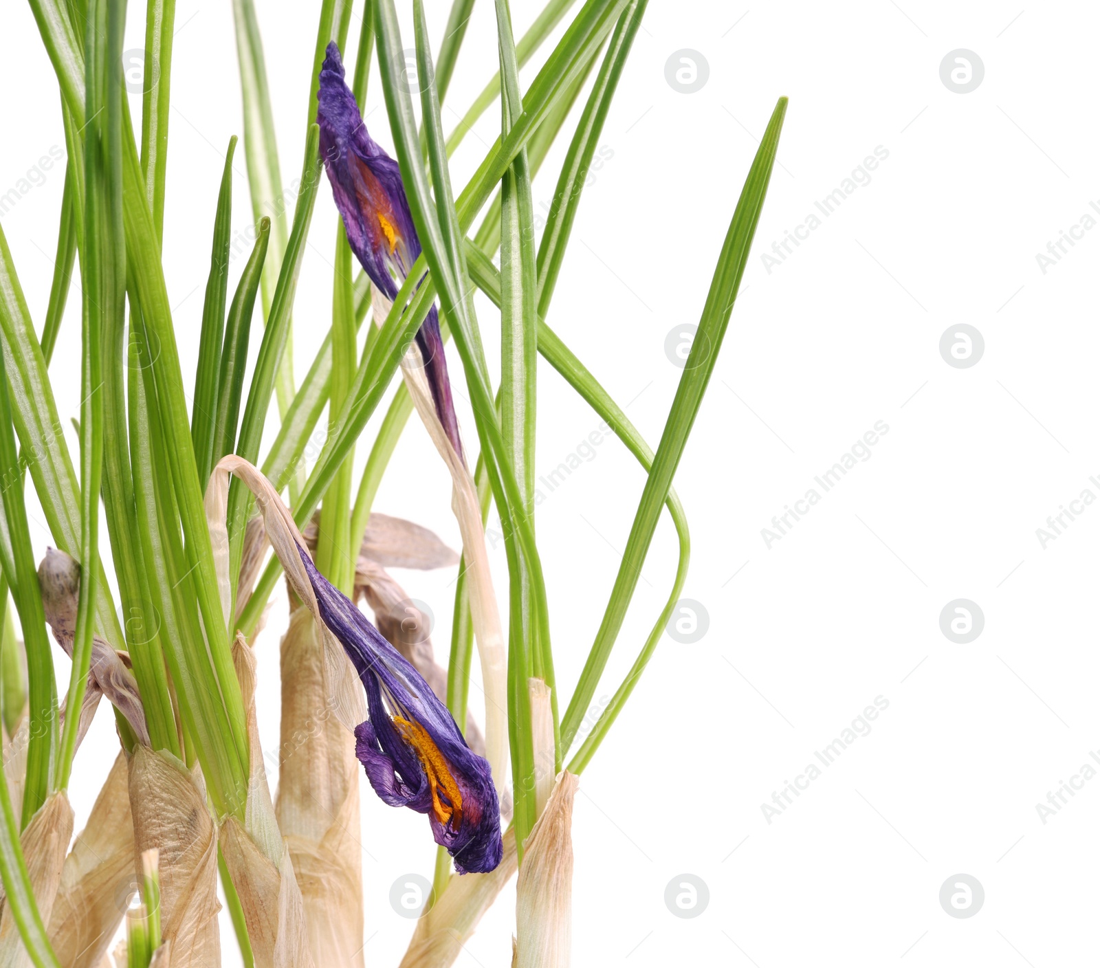 Photo of Houseplant with damaged leaves on white background, closeup