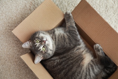 Photo of Cute grey tabby cat in cardboard box on floor at home, top view