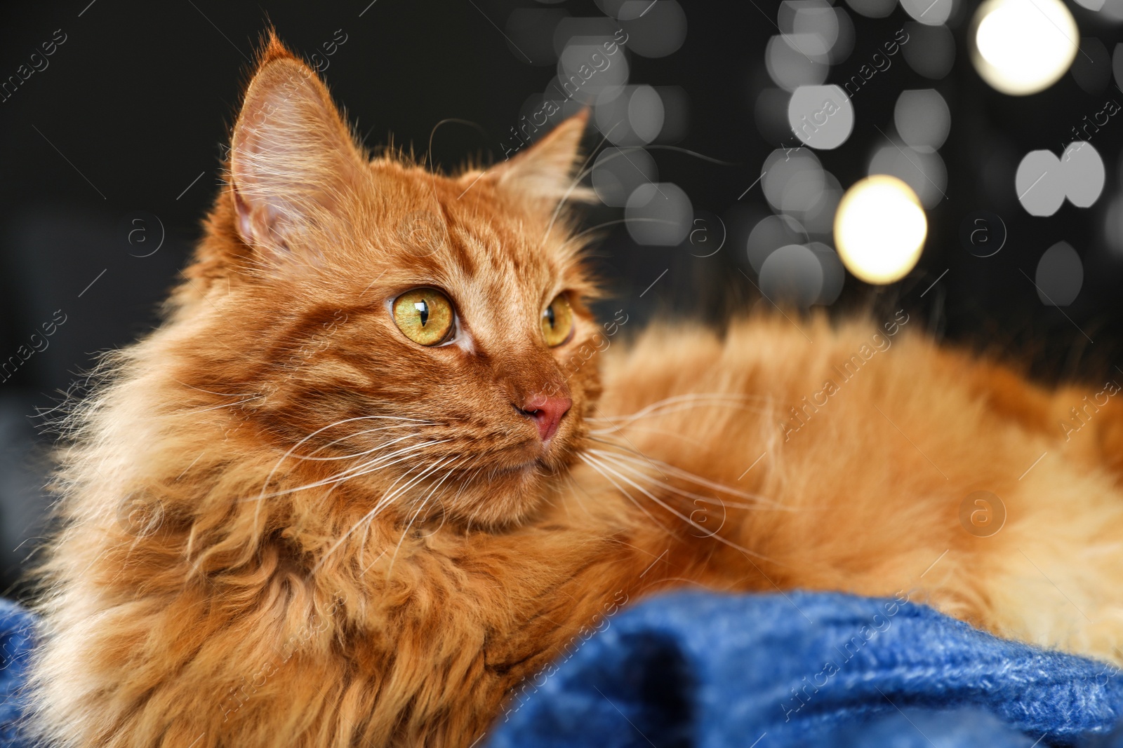 Photo of Adorable red cat resting on blue plaid at home. Warm and cozy winter