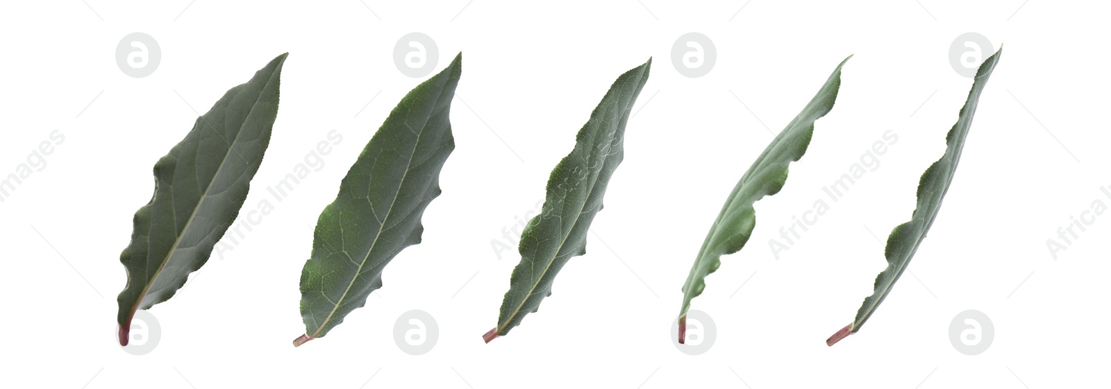 Image of Collage with fresh bay leaves on white background