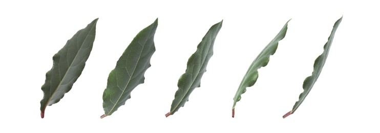 Image of Collage with fresh bay leaves on white background