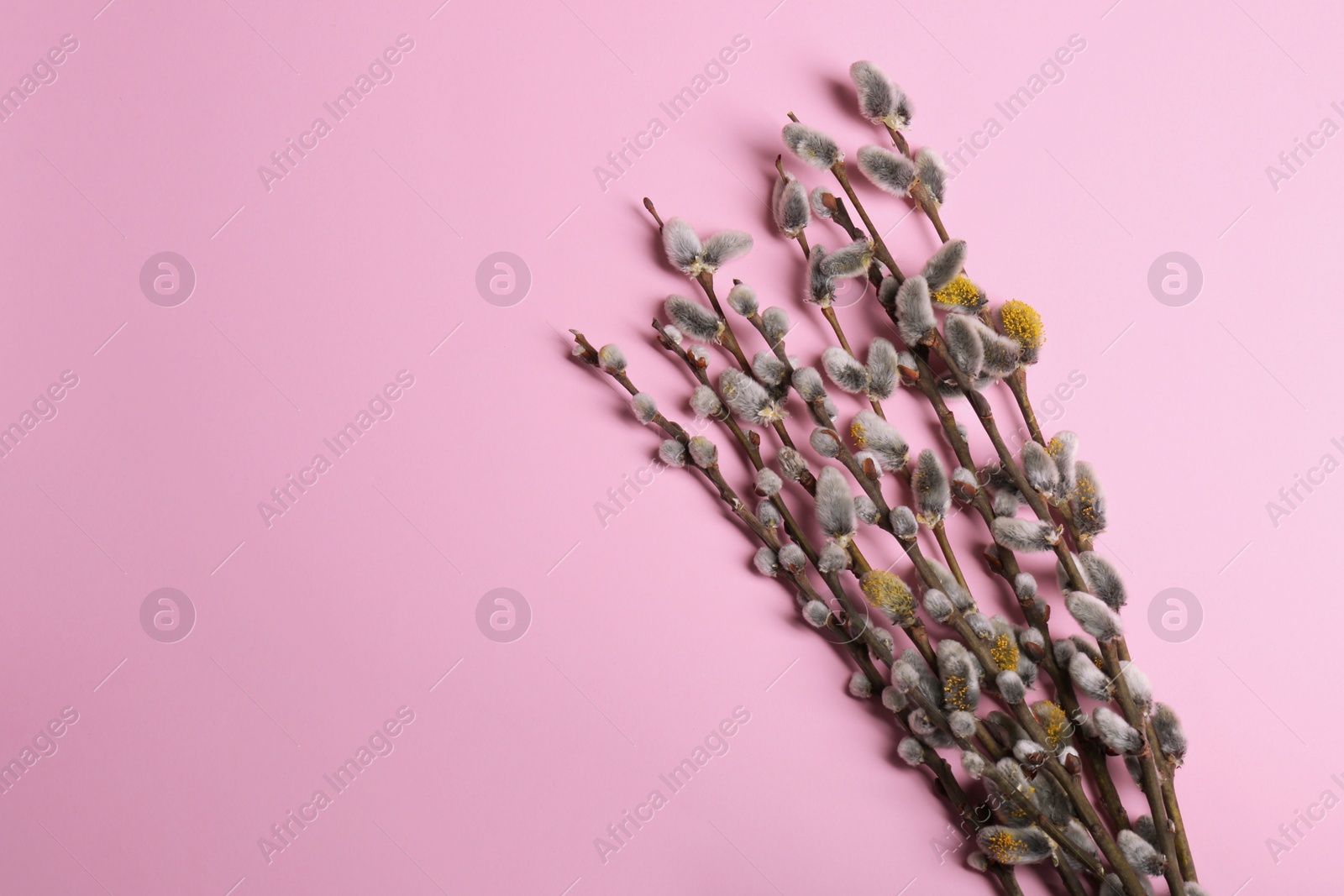 Photo of Beautiful blooming willow branches on pink background, top view. Space for text