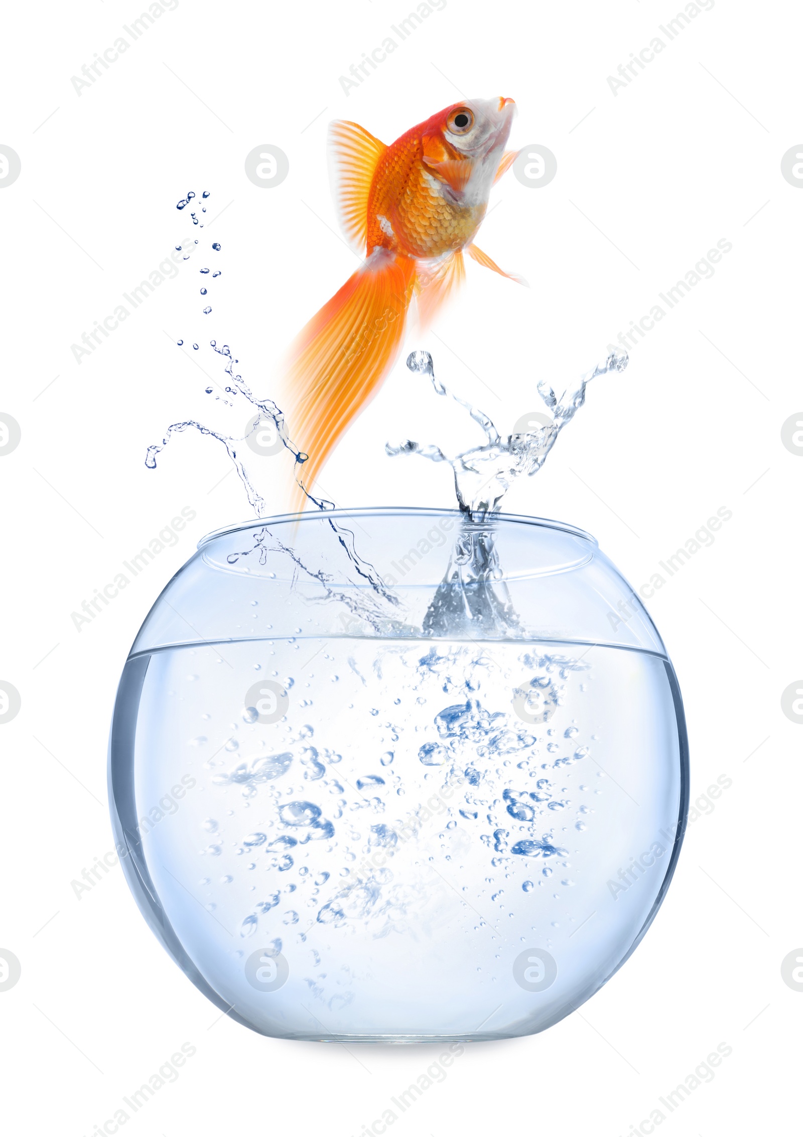 Image of Beautiful goldfish jumping out of water on white background