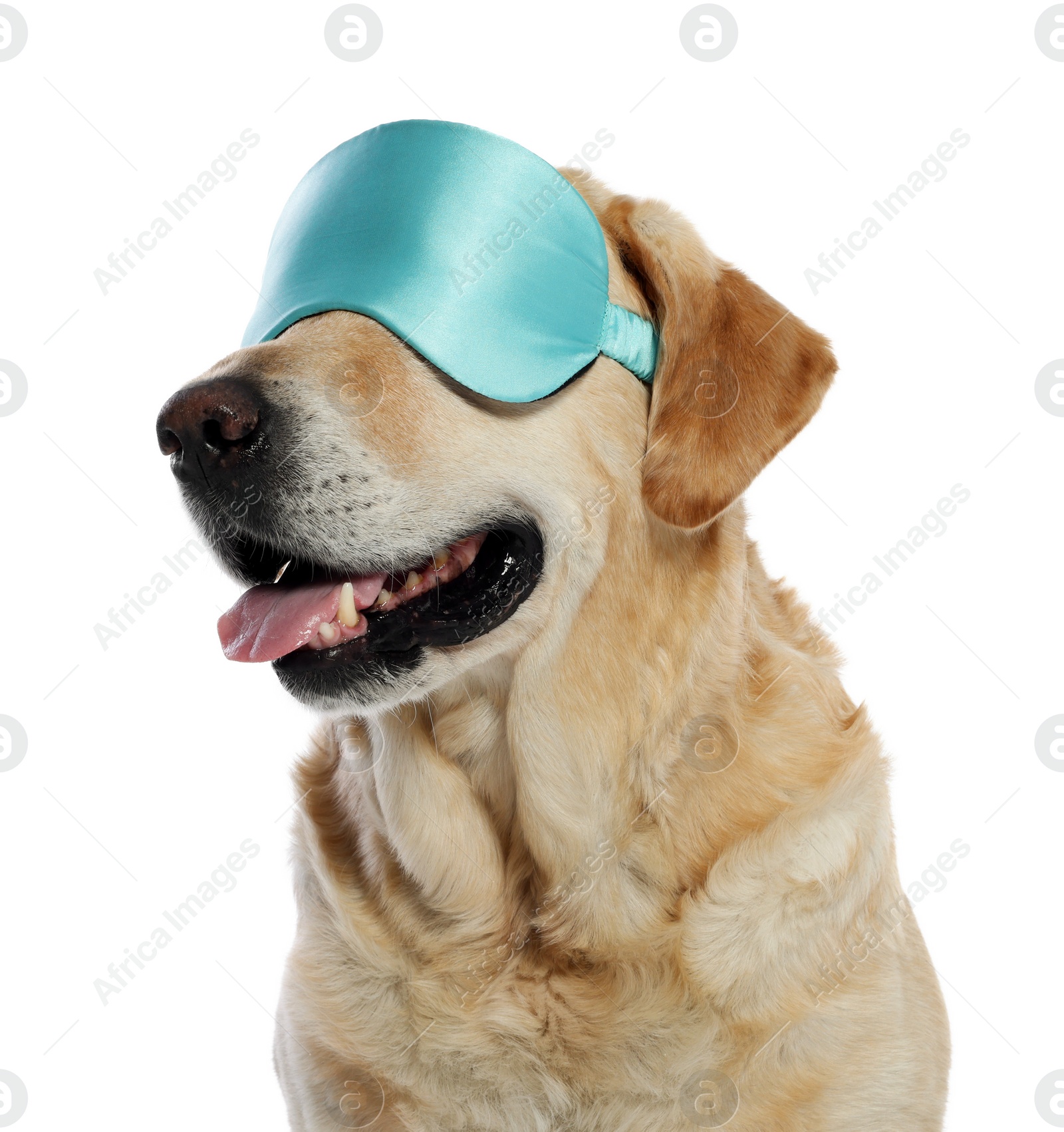 Photo of Cute Labrador Retriever with light blue sleep mask on white background