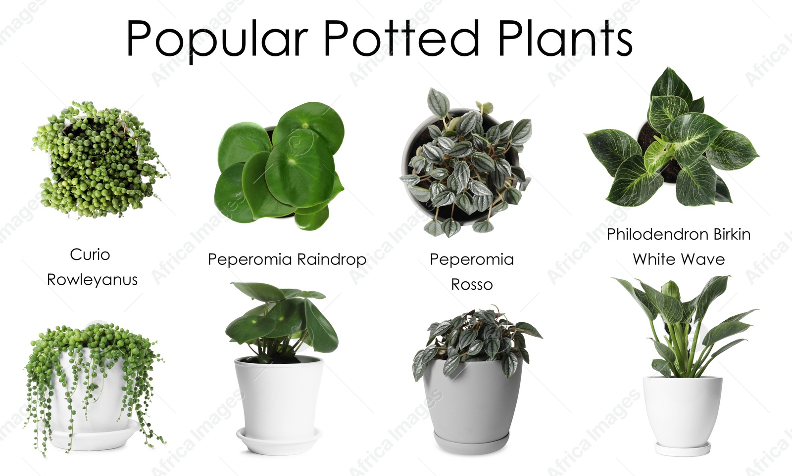 Image of Set of many different popular potted plants with names on white background, top and side views