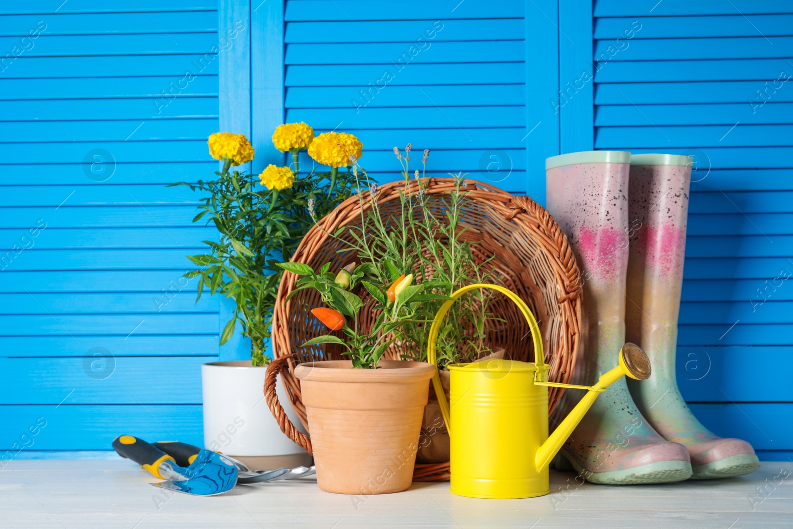 Photo of Beautiful plants and gardening tools on white wooden table near light blue wall