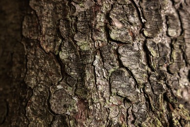 Texture of tree bark as background, closeup view