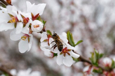 Bee on branch of beautiful blossoming cherry tree outdoors, closeup. Spring season