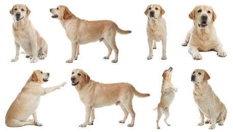 Image of Collage with photos of cute dog on white background