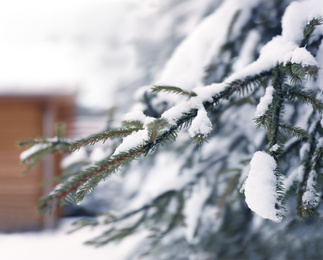 Photo of Fir tree covered with snow on winter day, closeup