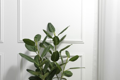 Photo of Green ficus near white wall, space for text. Beautiful houseplant