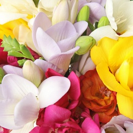 Beautiful bright spring freesia flowers as background