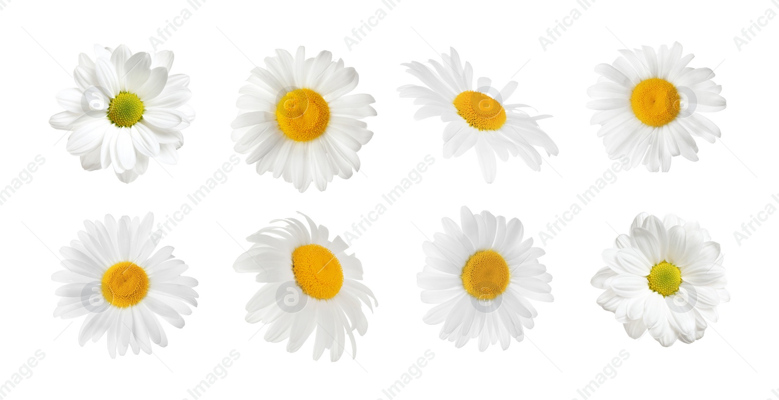 Image of Set of beautiful chamomile flowers on white background