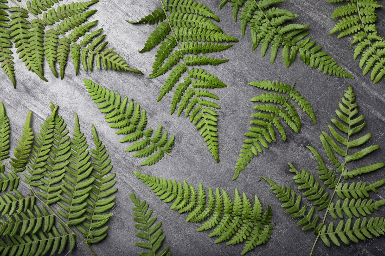 Photo of Beautiful tropical fern leaves on grey stone background, flat lay