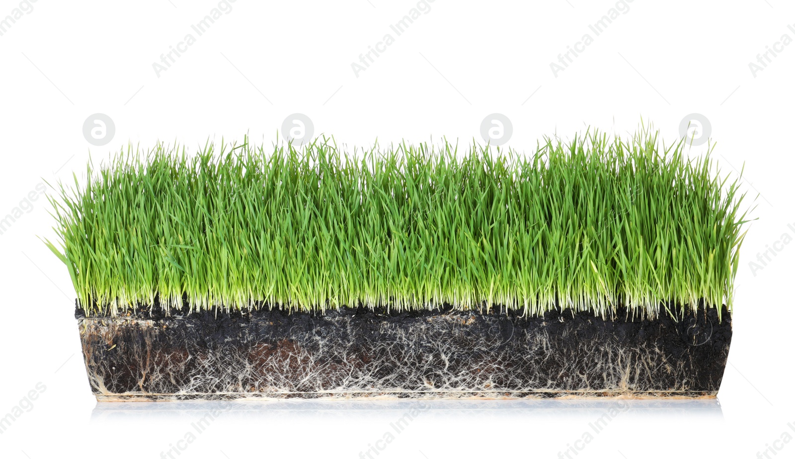 Photo of Vivid green grass in soil on white background