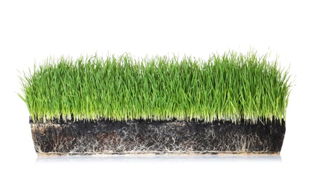 Photo of Vivid green grass in soil on white background