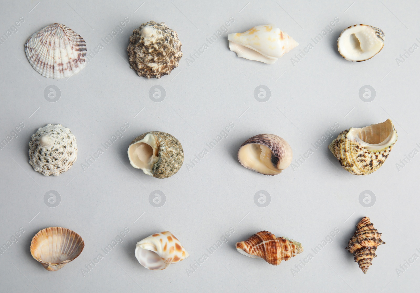 Photo of Different beautiful sea shells on light grey background, flat lay