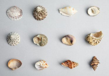 Different beautiful sea shells on light grey background, flat lay