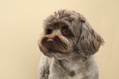 Photo of Cute Maltipoo dog on beige background. Lovely pet