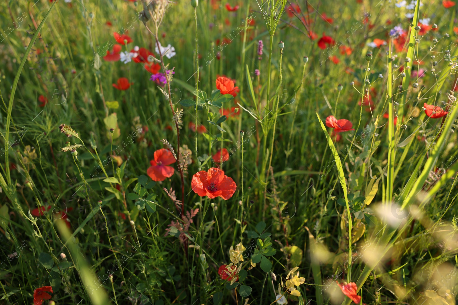 Photo of Beautiful wild flowers growing outdoors on summer day