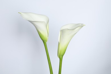 Photo of Beautiful calla lily flowers on white background