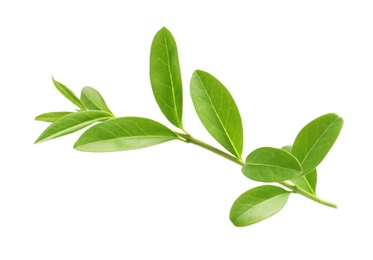 Photo of Branch with green leaves on white background