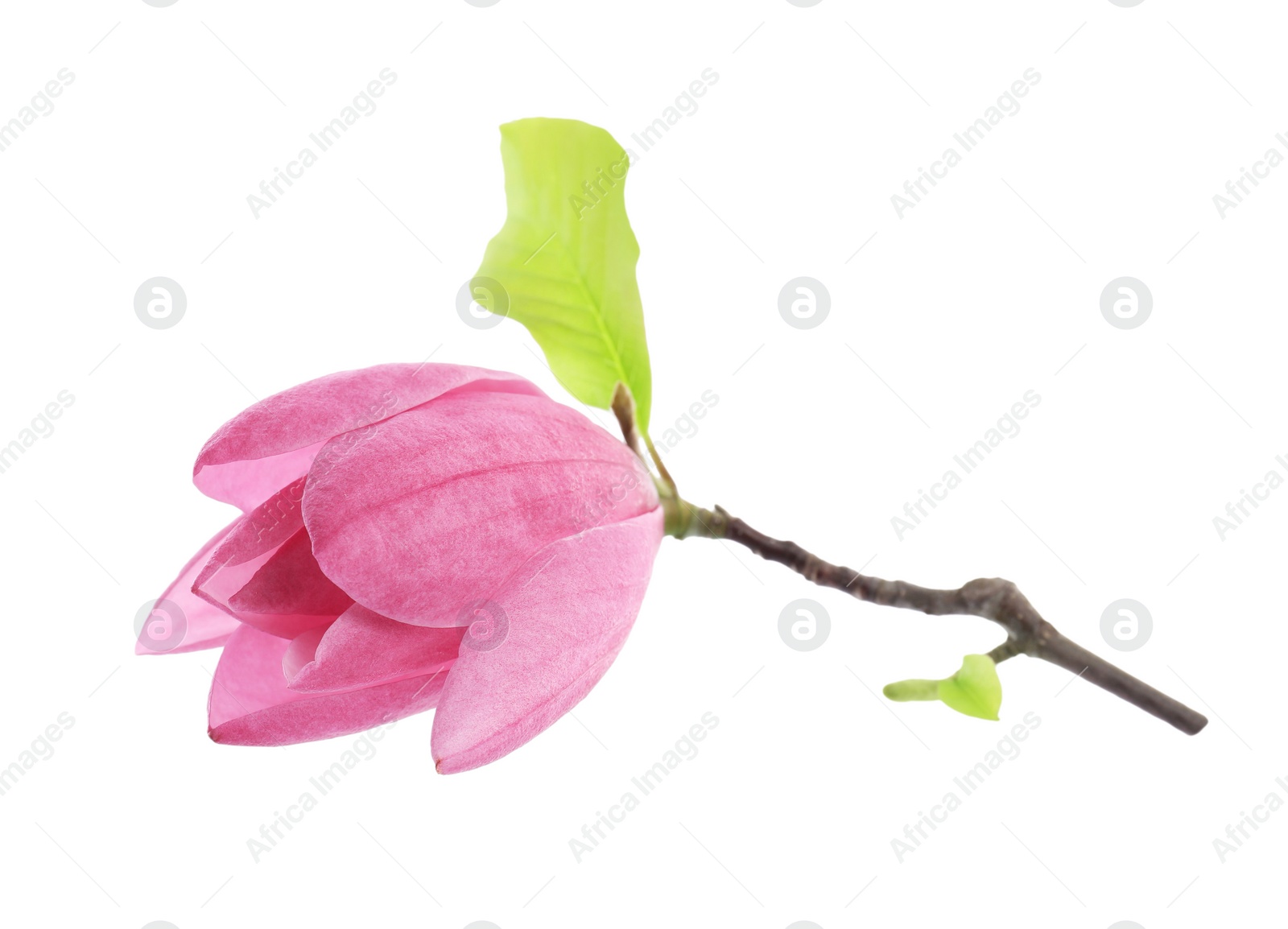 Photo of Beautiful pink magnolia flower isolated on white