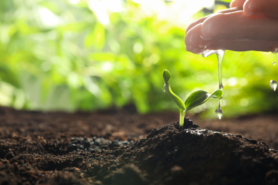 Photo of Woman watering young vegetable seedling outdoors, closeup. Space for text