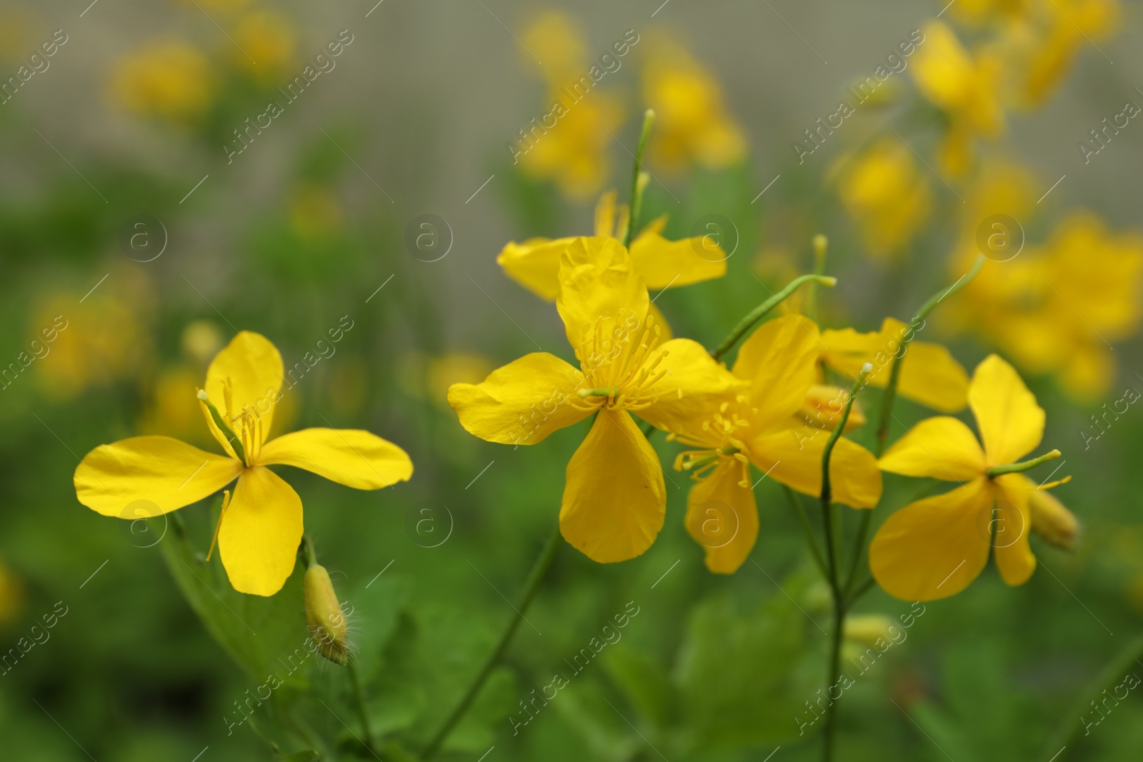 Photo of Celandine with yellow flowers outdoors, closeup view