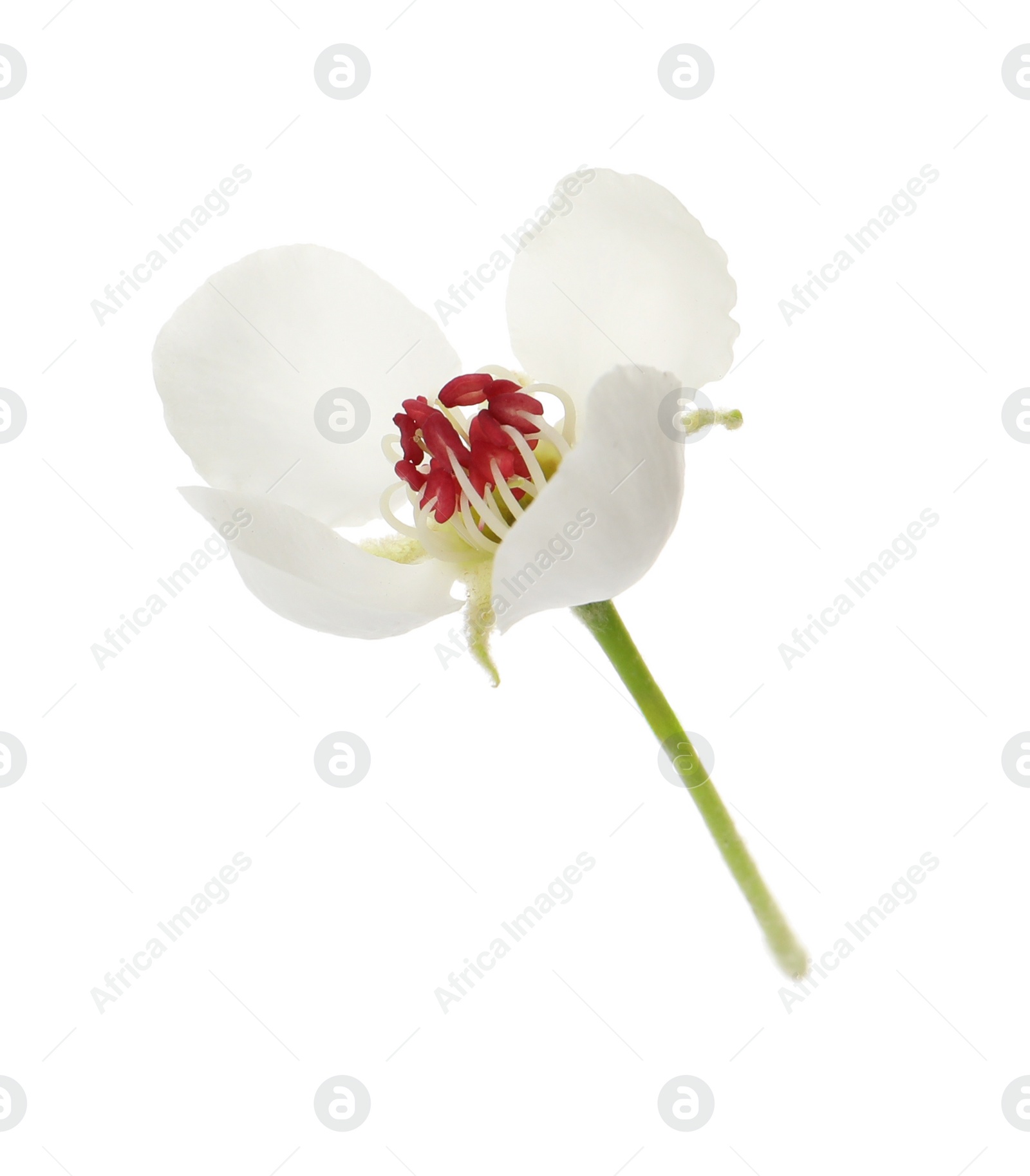 Photo of Beautiful flower of blossoming pear tree on white background