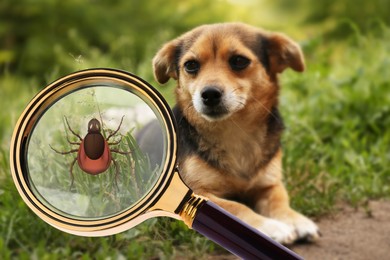 Image of Cute dog outdoors and illustration of magnifying glass with tick