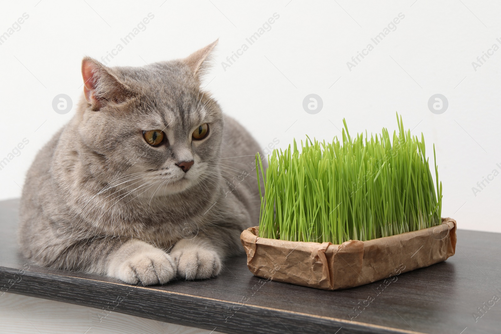 Photo of Cute cat and fresh green grass on wooden desk near white wall indoors