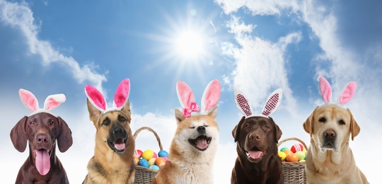 Image of Colorful Easter eggs and cute dogs with bunny ears headbands outdoors, collage