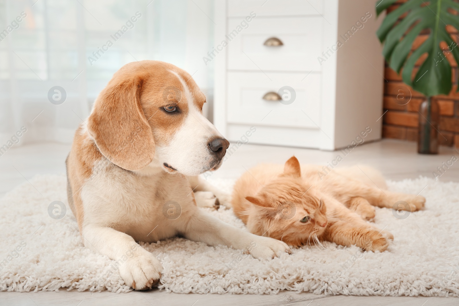 Photo of Adorable cat and dog lying on rug at home. Animal friendship