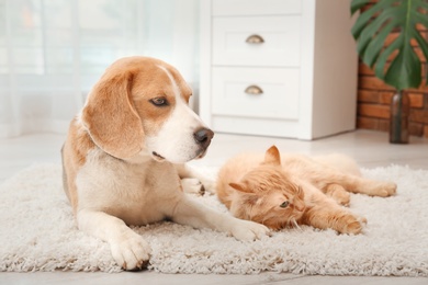 Adorable cat and dog lying on rug at home. Animal friendship