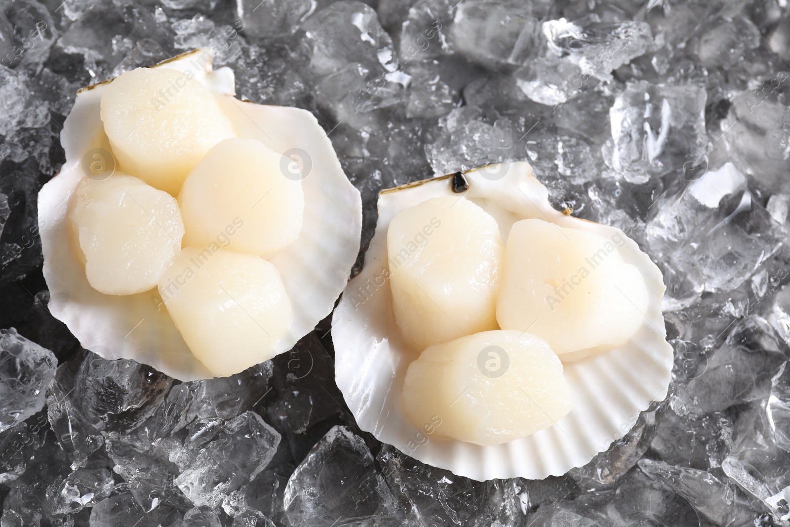 Photo of Fresh raw scallops with shells on ice cubes, above view