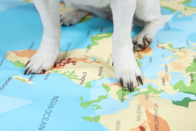 Photo of Dog sitting on world map, closeup. Travel with pet concept