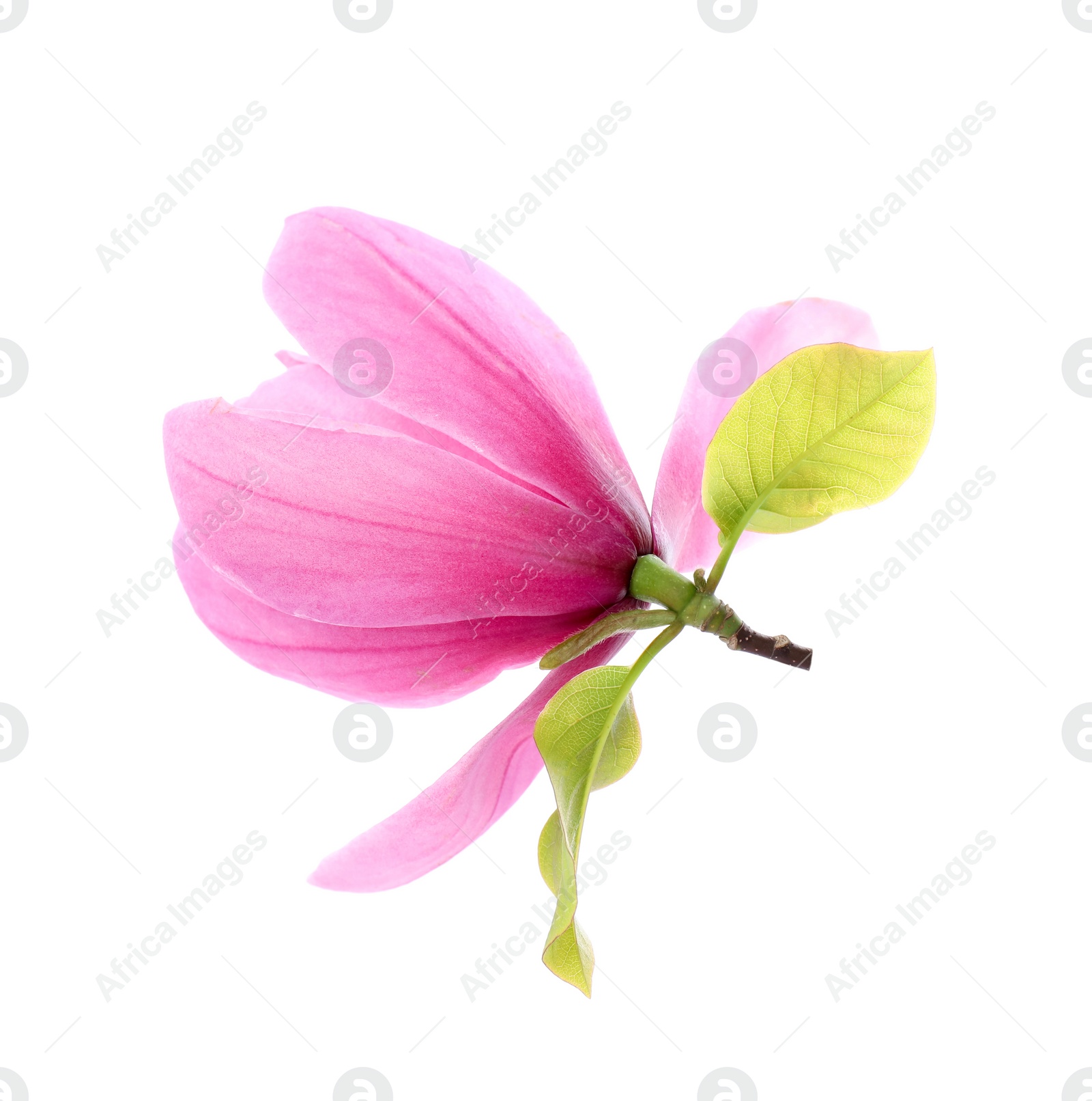 Photo of Beautiful pink magnolia flower isolated on white