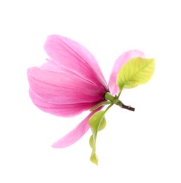 Beautiful pink magnolia flower isolated on white