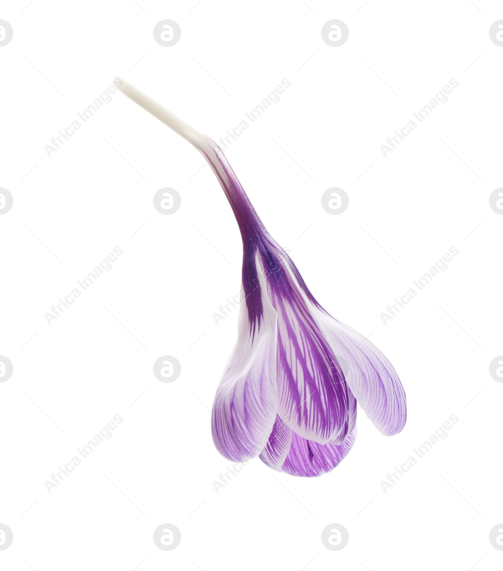 Photo of Beautiful fresh crocus flower isolated on white